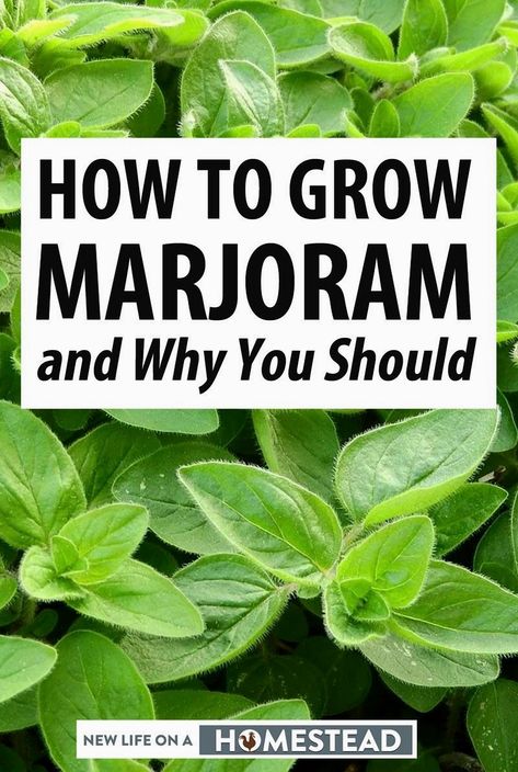 Dive into the world of marjoram with this comprehensive guide that walks you through the essentials of growing this aromatic herb. Perfect for both novice gardeners and seasoned green thumbs, this resource explores the step-by-step process of cultivating marjoram, from planting to harvest. Learn about the rich history and diverse benefits of marjoram, including its culinary uses and potential health advantages. Whether you're looking to enhance your garden or spice up your kitchen, this guide provides all the insights you need to successfully grow and enjoy marjoram. Recipes Using Marjoram, Recipes With Marjoram, Marjoram Benefits, Marjoram Recipes, Marjoram Plant, Garden In Kitchen, Sweet Marjoram, Best Herbs To Grow, Herbs Growing