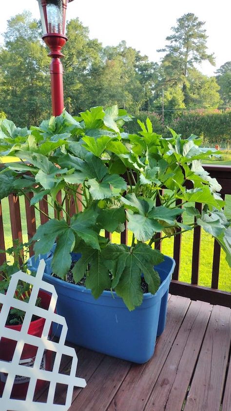 Growing Okra in Pots Works Great With Dwarf Okra Plants! - GardensAll Okra Companion Planting, Grow Okra, Growing Okra, Okra Plant, Roasted Okra, Mallow Plant, Purple Beans, Plants In Pots, Masala Spice