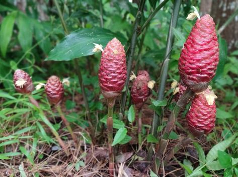 How To Grow Awapuhi, Pinecone Ginger Plant, Shampoo Ginger Lily, Shampoo Ginger Plant, Shampoo Ginger, Gardening In Florida, Lily Plant Care, Lily Care, Growing Ginger