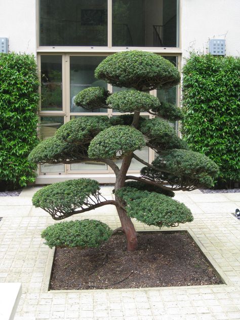 Arbres Nuage japonais - Bonsai Geant Juniperus virg. 'Glauca'  Acheter Vos Arbres chez le spécialiste du Jardin Zen français . ART Garden www.art-garden.fr Niwaki Pruning, Juniperus Virginiana, Cloud Pruning, Ilex Crenata, Cloud Tree, Mini Zen Garden, Zen Garden Design, Topiary Garden, Japanese Garden Design