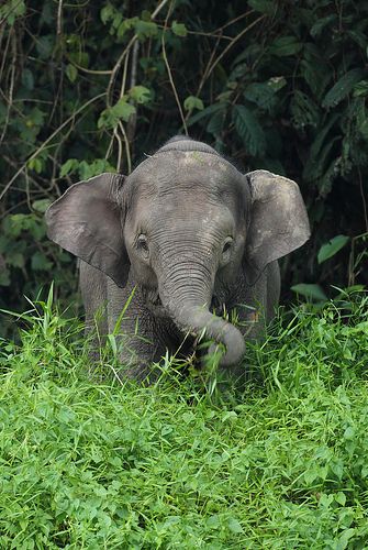 Young Borneo Pygmy Elephant Pygmy Elephant, Nosara, Save The Elephants, Elephant Love, Cute Elephant, An Elephant, Sweet Animals, Animal Planet, Animal Photo