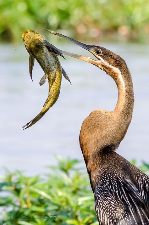 An African darter spears a slippery fish with its beak at Chobe river in Botswanaby Sabine Stolz Wildlife Photography Slippery Fish, Aquatic Birds, Bird Watcher, Herons, Wildlife Photos, 웃긴 사진, African Wildlife, Animals And Birds, Bird Photo