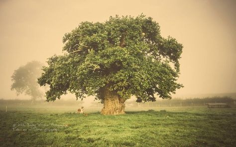 European Tree of the Year 2017 – vote for your favourite tree | Environment | The Guardian Family Tree Craft, Oak Tree Tattoo, Family Tree Poster, Cool Tree Houses, Korat, Tree Lover, Sacred Tree, Old Oak Tree, Old Trees