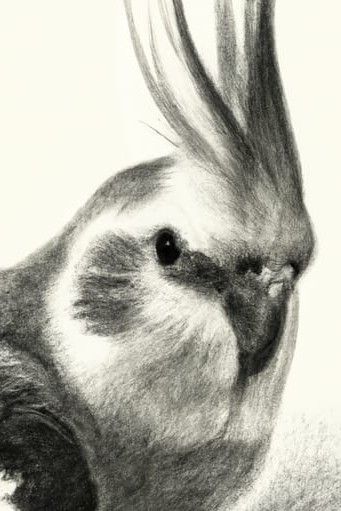 Cockatiel bird drawing in charcoal pencil Old Sketches Aesthetic, Cockatiels Drawing, Graphite Animal Drawings, Cockatiel Sketch, Charcoal Animal Drawings, Charcoal Animals, Cockatiel Drawing, Charcoal Art Easy, Bird Cockatiel