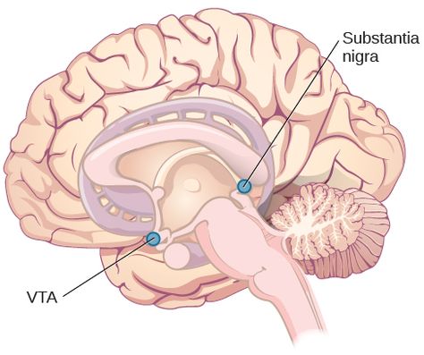 Locations of the substantia nigra and the ventral tegmental area in the midbrain Ventral Tegmental Area, Substantia Nigra, Introduction To Psychology, Occipital Lobe, Cerebral Cortex, Limbic System, Psychology Disorders, Autonomic Nervous System, Brain Surgery