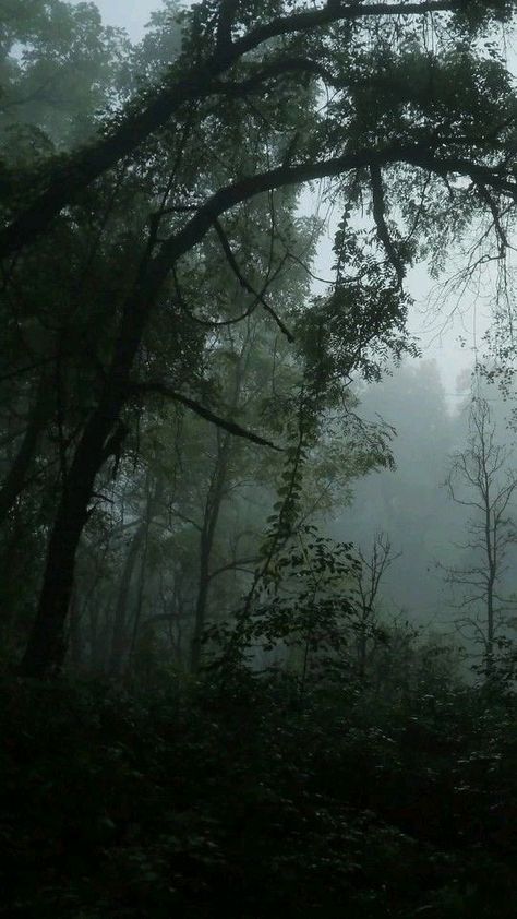 #rain #rainforest #foggyforest #nature #green Miranda Aesthetic Core, Junipercore Aesthetic, Marcuscore Aesthetic, Forest Twilight, Rainy Forest, Dark Naturalism, Gloomy Weather, Dark Forest Aesthetic, Dark Landscape