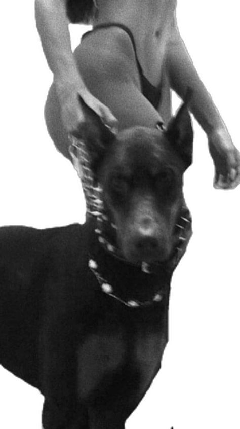 Wallpaper Scary, Images Terrifiantes, Scary Dogs, Scary Wallpaper, Image Swag, Doberman Dogs, Scary Art, Art Wallpaper Iphone, Black Aesthetic Wallpaper