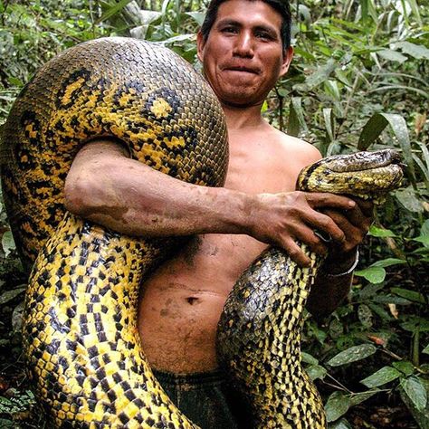 Anacondas await you in the Peruvian Amazon of @visitsouthamerica.co. Be sure to keep your eyes peeled for them! Tag a friend that should see this and remember to follow @visitsouthamerica.co for all your travel needs! Photo by @paulrosolie #earthfocus #instafollow #L4L #followback #awesome Man Handling, Holding Snake, Reptile Man, Cordon Blue, Large Snake, Amazon Forest, Largest Snake, Amazon Jungle, Rainforest Animals