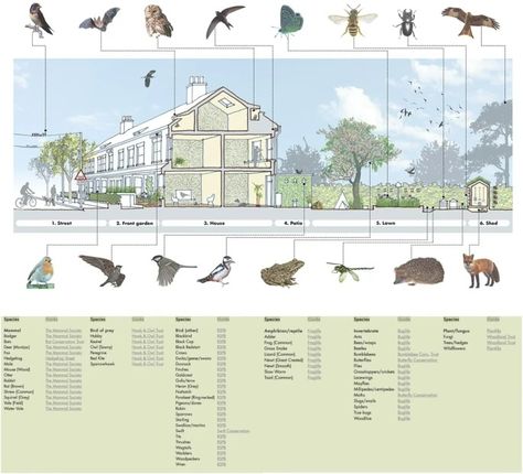 Drawing on nature: a vision of an urban residential street adapted for biodiversity in architectural drawings | City, Territory and Architecture | Full Text Drawing On Nature, Sectional Perspective, Ecosystem Services, London Metropolitan University, Ecology Design, Economic Model, Wildlife Gardening, Wildlife Habitat, Urban Setting