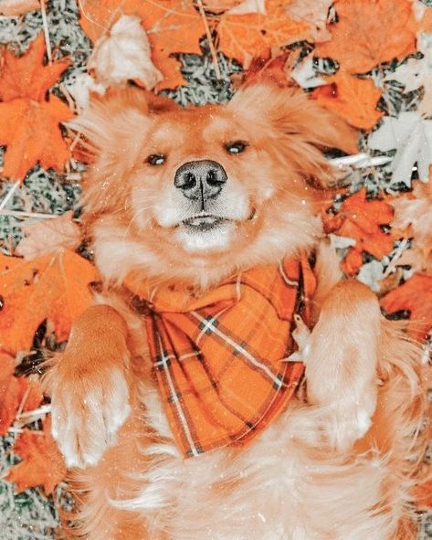 Wallpaper Aesthetic Dog, Fall Wallpaper Aesthetic, Aesthetic Dog, Dog Photoshoot, Cute Fall Wallpaper, Fall Dog, Really Cute Dogs, Cute Dogs And Puppies, Fall Pictures