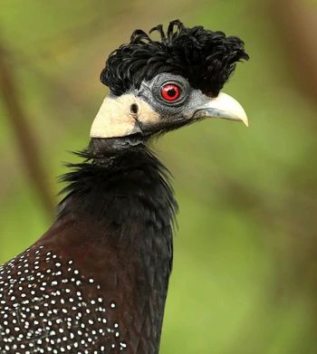 Crested Guineafowl | NatureRules1 Wiki | Fandom Guinea Fowl, Cute Birds, Butterflies, Forest, Birds, Animals