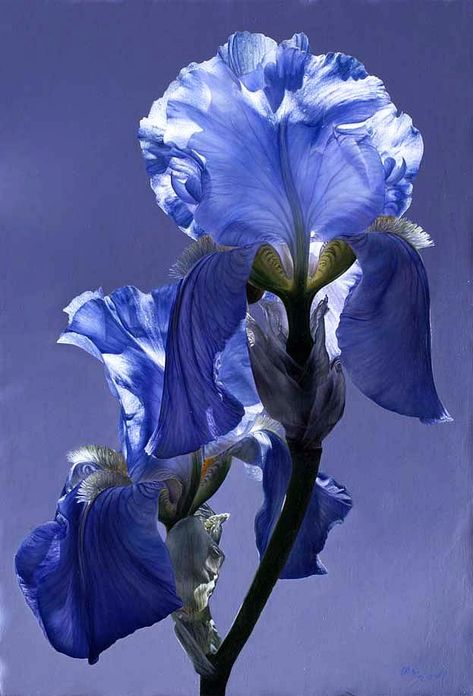 Bearded Iris, Iris Flowers, Arte Floral, Beautiful Blooms, Blue Flower, Love Flowers, My Flower, Pretty Flowers, Shades Of Blue