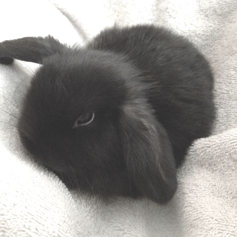 Dark Bunny Aesthetic, Goth Bunny Aesthetic, Black Bunny Aesthetic, Dark Rabbit Aesthetic, Black Bunnies, Black Bunnies Aesthetic, Dark Brown Bunny, Silly Bunnies, Goth Bunny