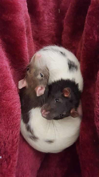 Rat Cuddling, Rats Cuddling, Pet Rats Cute, Dumbo Rat, Fancy Rat, Pet Mice, Cute Rats, Pet Rats, Super Cute Animals