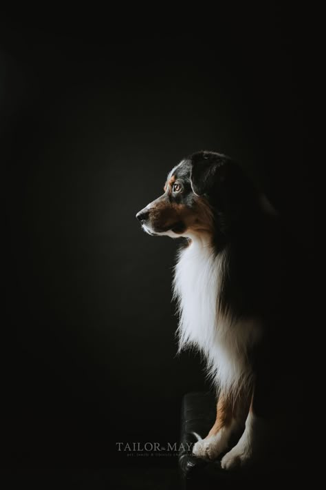 Dog Glamour Shots, Professional Dog Photos, Studio Pet Photography, Studio Dog Photography, Dog Studio Photoshoot, Dog Photography Indoor, Dog Studio Photography, Dog Photography Ideas, Pet Photography Ideas