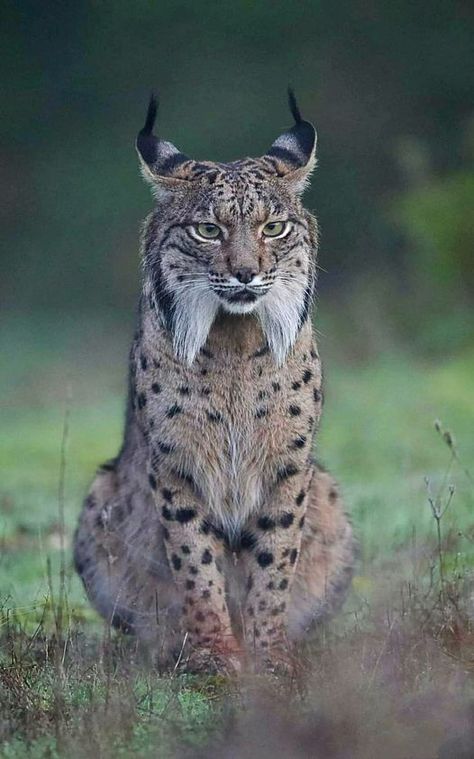 Wild Cat Species, Iberian Lynx, Big Cats Photography, Small Wild Cats, Tattoo Nature, Animals Tattoo, Ground Squirrel, Cat Species, Wild Animals Pictures