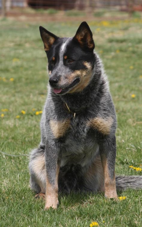 Cattle Dogs, Australian Cattle Dogs, News Flash, Viking Warrior, Australian Cattle Dog, Cattle Dog, Dog Show, Working Dogs, Dog Names