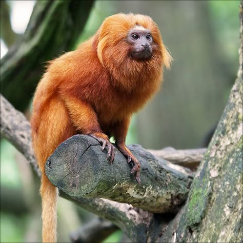 Golden Tamarin, Lion Tamarin Monkey, Golden Headed Lion Tamarin, Illegal Logging, Gold Monkey, Golden Lion Tamarin, Infrastructure Development, Monkey Species, Types Of Monkeys