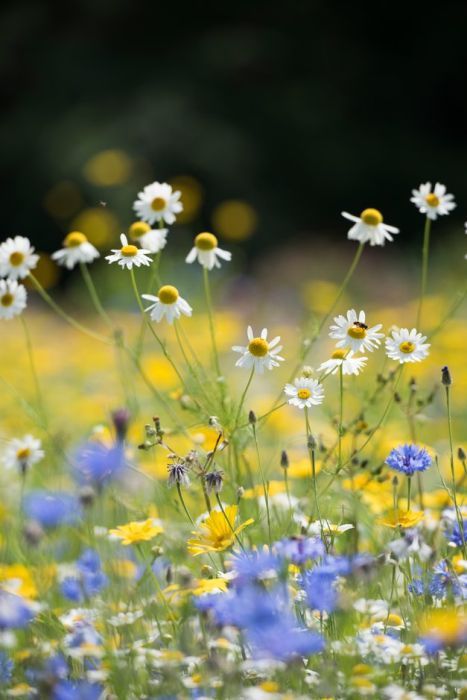 Wildflower Bed, Corn Flowers, Corn Flower, Pollinator Plants, Meadow Garden, Alpine Plants, Flowers Photography Wallpaper, Garden Types, Variegated Plants