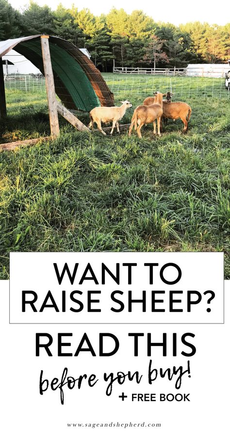 Thinking About Raising Sheep? Read This Before You Buy. - Sage & Shepherd Blog Sheep Shelter, Raising Sheep, Sheep Farming, Raising Farm Animals, Hobby Farming, Sheep Breeds, Future Farms, Building A Chicken Coop, Dream Farm