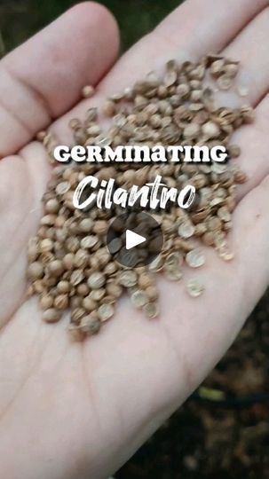 Cilantro Seeds, Growing Cilantro, Texas Gardening, Seed Germination, Living Off The Land, Veg Garden, Organic Farming, Community Gardening, Urban Farming