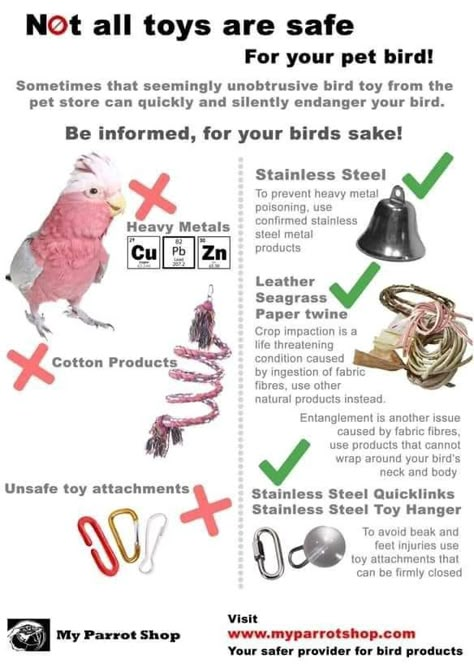 Diy Toys For Conures, Diy Safe Bird Toys, Parakeet Information, English Budgies Parakeets, Bird Care Tips, Parakeet Enrichment, Quaker Parrot Cage Setup, African Grey Parrot Cage Ideas, Diy Parakeet Toys