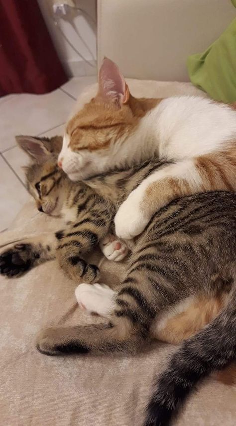 Cats In Love, Hugs And Cuddles, Cat Couple, Cat Cuddle, Silly Cats Pictures, Two Cats, Silly Cats, Pretty Cats