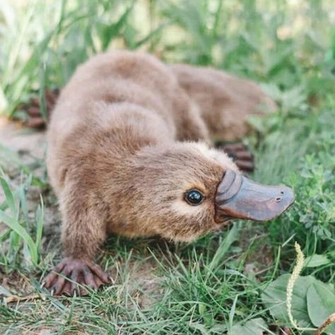 Baby Platypus, Duck Billed Platypus, Animals Tattoo, Tattoo Nature, Nature Aesthetics, Wild Animals Pictures, Pretty Animals, Platypus, Australian Animals