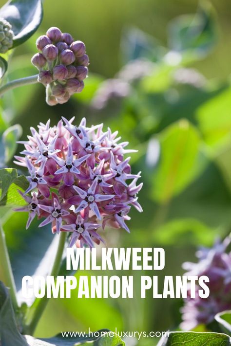 Best Companion Plants For Milkweed: What to plant with milkweedMany gardeners plant milkweed alone in patches, but there are many companion plants that grow well with milkweed and will attract and support more monarchs. Milkweed Garden, Best Companion Plants, Milkweed Plant, Black Thumb, Homestead Gardens, Companion Plants, Green Stuff, Fruit Flowers, Drought Resistant