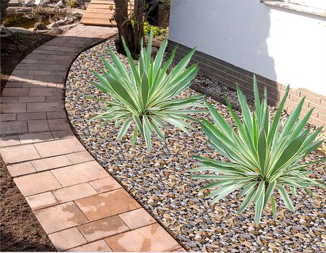 Yuccas for landscaping - Great looking for Desert Landscaping Yucca Plant Landscaping, Yucca Gloriosa, Yucca Filamentosa, Yucca Plant, Garden Centers, Gambling Art, Bedroom Plants, Flower Spike, Agaves