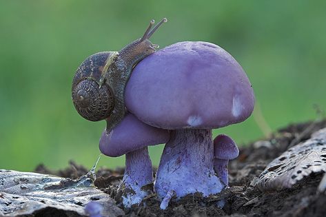 snail Purple Mushrooms, Purple Mushroom, Slime Mould, Mushroom Hunting, Mushroom Fungi, Mushroom Sauce, Wild Mushrooms, Science And Nature, Frogs