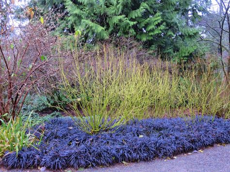 Yellow Twig Dogwood - winter interest landscape shrub. Bright yellow stems brighten winter landscapes. Several groupings for the common areas. Yellow Twig Dogwood Landscape, Back Fence Landscaping, Yellow Twig Dogwood, Dogwood Bush, Seattle Garden, Neon Garden, Small Evergreen Shrubs, Black Mondo Grass, England Garden