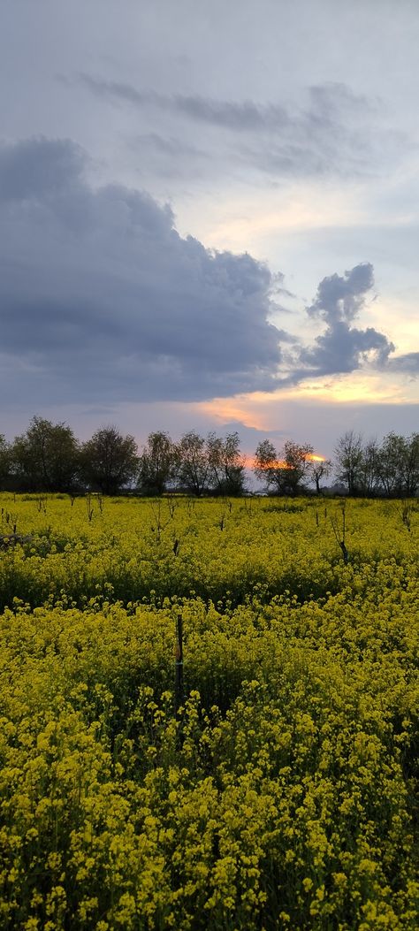 Mustard fields with cloudy sky Mustard Field Aesthetic, Real Tulips, Mustard Field, Tulip Garden, Name For Instagram, Tulips Garden, Cloudy Sky, Sky Aesthetic, Tulips