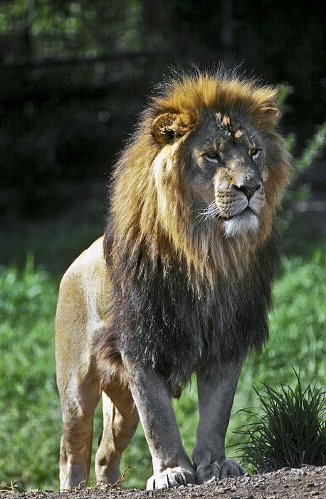 Lion Standing On Rock, Lion Full Body, Lion Reference, Lion Standing, Lion Art Tattoo, Lion Photography, Lions Photos, Majestic Lion, Lion And Lioness