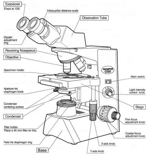 Part Of A Microscope, Microscopy Biology Notes, Light Microscope Drawing, Microscope Drawing, Micro Biology, Dissecting Microscope, Light Microscope, Chemistry Lab Equipment, Science Revision