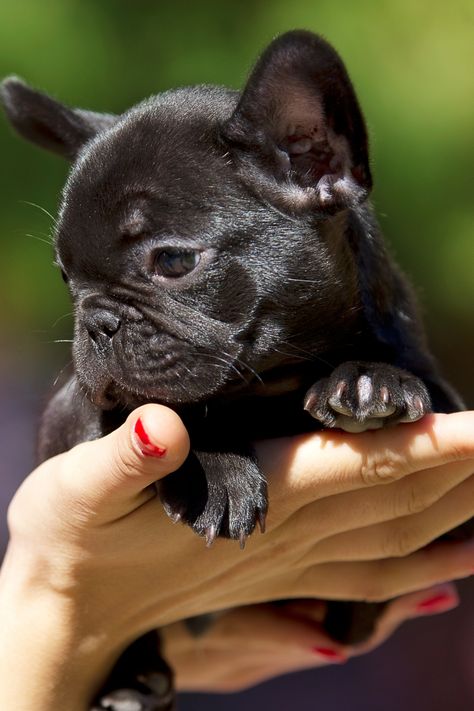 French Bulldog puppies in Florida are easily one of the most identifiable dog breeds. With their bat-like ears and smushed faces, you can’t miss their cute faces. Along with their easygoing temperament and loving personality, this breed has skyrocketed in popularity. It’s no surprise that you’ll find several French Bulldog breeders in Florida. #frenchbulldog #bulldog #puppies Frenchie Bulldog Puppy, Frenchie Shirt, Bulldogs Puppies, French Bulldog Breeders, Grey French Bulldog, Baby French Bulldog, Bat Ears, Cute Animal Tattoos, Loving Personality