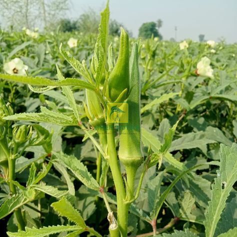 Today’s Field Visit: Okra HB-892 Location: Karnal, Haryana Today, we visited the fields of Okra HB-892 in the Karnal region of Haryana, and the results are truly outstanding. The performance of this variety has exceeded expectations, with the plants showing vigorous growth, strong stems, and deep green foliage. Farmers in this area are highly impressed with the results and fully satisfied with the output so far. The okra plants are uniform in height and health, which indicates that the HB-8... Okra Plant, Okra, Green Foliage, Deep Green, Farmer, Health, Plants, Green