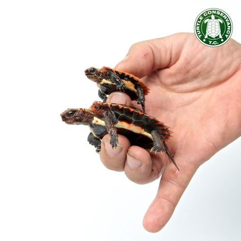 Happy Turtle Tuesday! The Ryukyu Black-breasted Leaf Turtle (Geoemyda japonica) is a species of turtle endemic to the Ryukyu Islands in Japan. And was designated a National Natural Monument of Japan in 1975. We breed this rare and endangered species... Ryukyu Islands, Happy Turtle, Endangered Species