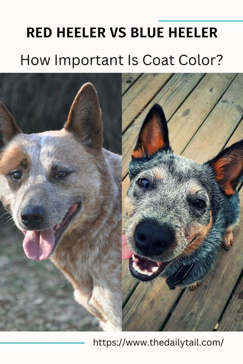 Red Heeler vs Blue Heeler – How Important Is Coat Color? Red Heeler Puppies, Red Heeler Dog, Austrailian Cattle Dog, Blue Heeler Puppies, Heeler Puppies, Red Heeler, Blue Heeler, Australian Cattle Dog, Cattle Dog