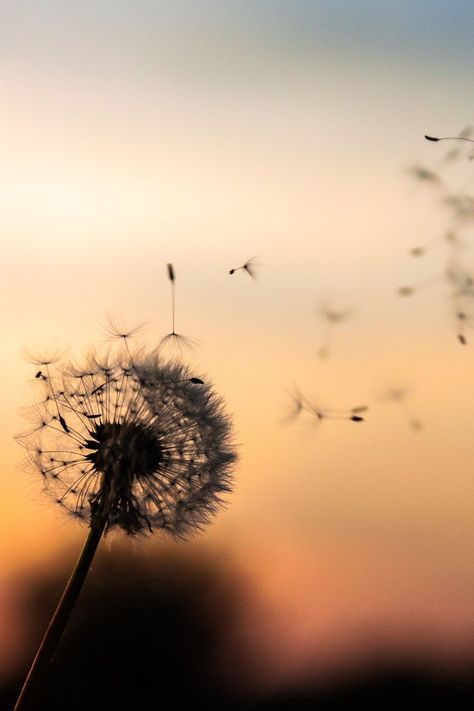 Kaydence Aesthetic, Burning Dandelion, Aesthetic Dandelion, Dandelions Spotify Aesthetic, Dandelions Flower Aesthetic, Yellow Dandelion Aesthetic, Aesthetic Dandelion Pictures, + Core + Aesthetic, Nature Aesthetic