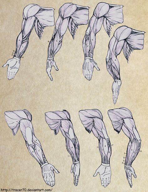 Arm study with number, letter system. Makes it easier to keep track of all those pesky muscles.... Arm Study, Draw Arms, General Anatomy, Anatomical Reference, Arm Anatomy, Human Muscle Anatomy, Poses Art, Arm Drawing, Anatomy References