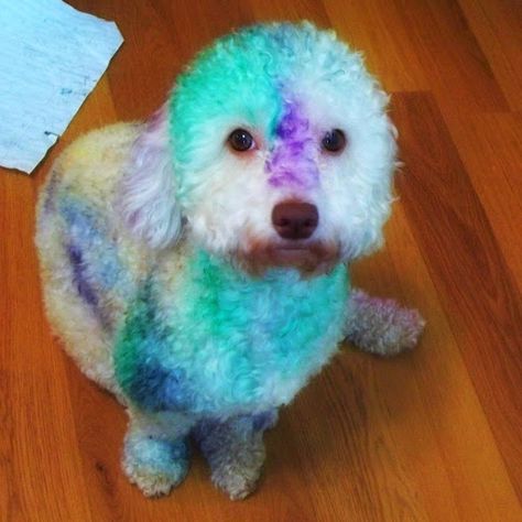 Kool Aid Hair Dye: How To Dye Your Hair With Koolaid Fast Now I don't care who thinks this is cute: you should NEVER EVER do this to your animal.  It may look cute to you but it's not.  To them this is cruelty and anyone who does this to their pet does NOT deserve to be a pet owner!-- Poor dog Koolaid Hair Dye, Kool Aid Hair Dye, Kool Aid Hair, Poor Dog, White Dog, Kool Aid, Funny Animal Memes, White Dogs, Cute Animal Pictures