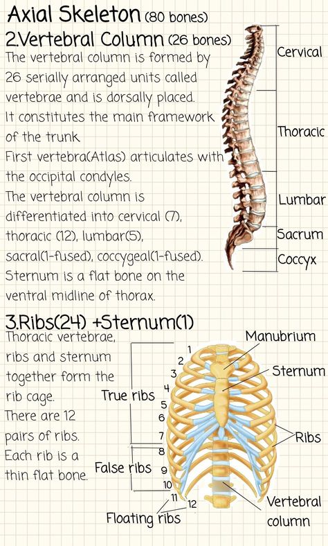 Skeletal System Notes Aesthetic, Medicine Notes Study, Anatomy And Physiology Aesthetic, Skeleton Biology Notes, Skeleton System Notes, Anatomy And Physiology Skeletal System Notes, Skeletal System Notes, Skeleton Notes, The Skeletal System Notes