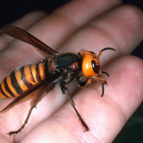 Japanese giant hornet Poisonous Insects, Japanese Giant Hornet, Scary Bugs, Poisonous Spiders, Brown Recluse Spider, Brown Recluse, Cool Insects, Bees And Wasps, Bug Bites