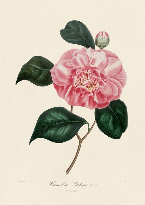 Jung Camillia Prints : Nostalgia Fine Art , Antique Prints - Giclee Prints - Framed Art Peony Botanical, Camellia Plant, Botanical Printables, Flowers To Draw, Audubon Prints, Earth Song, Illustration Botanical, Flower Illustrations, John James Audubon