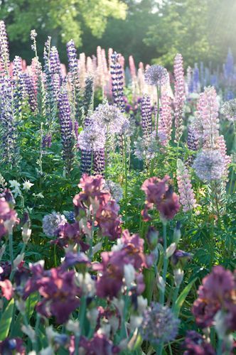 Cottage garden with lupine and allium and iris. Future Garden, Iris Garden, English Country Gardens, English Cottage Garden, Homeward Bound, Have Inspiration, Bohol, Cottage Gardens, French Garden