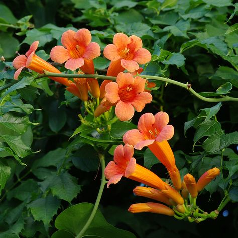 trumpet flowers | Trumpet creeper flowers Campsis Radicans, Trumpet Creeper, Creepers Plants, Hummingbird Plants, Trumpet Vine, Fleur Orange, Tree Nursery, Fast Growing Plants, How To Attract Hummingbirds