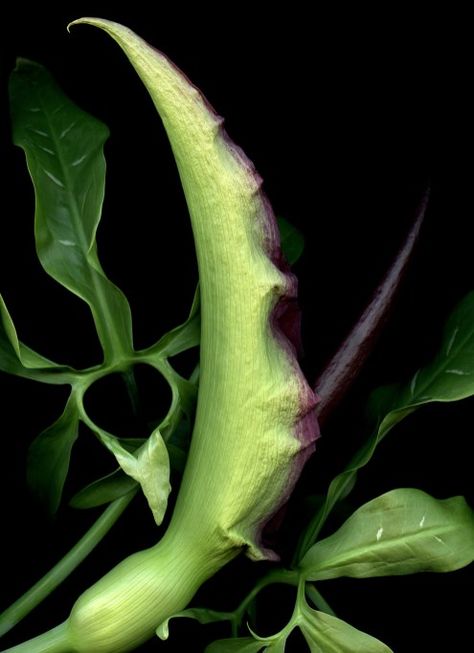 dracunculus vulgaris Dracunculus Vulgaris, Female Entrepreneur, Lifestyle Blog, Photographer, Celebrities, Beauty