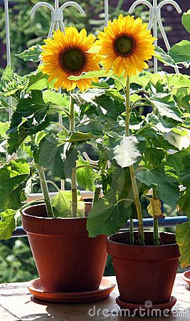 Sunflowers on the balcony by Darko Plohl, via Dreamstime Industrial Coffee Shop Design, Coffee Shop Designs, Industrial Coffee Shop, Potted Sunflowers, Sunflower Girl, Vegetables Photography, All Things Green, Planting Sunflowers, Green Interior Design