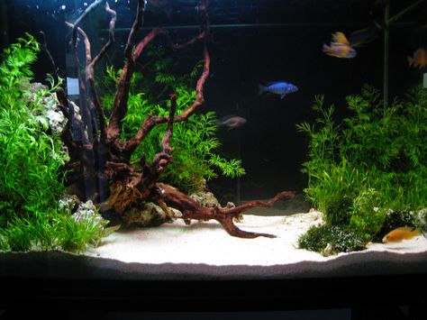 White Sand Planted Aquarium, Aquarium White Sand, White Sand Fish Tank, Sand Aquascape, White Sand Aquarium, Bow Front Aquarium, Aquascape Ideas, Biotope Aquarium, Fish Aquarium Decorations